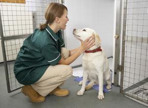 03-Vet-and-labrador.jpg