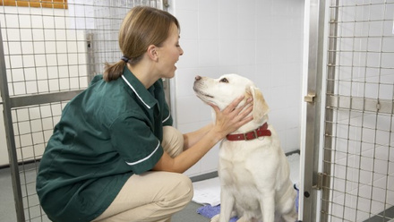 03-Vet-and-labrador.jpg